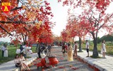 Con đường ngập tràn phong lá đỏ đẹp như phim Hàn Quốc ở Hà Nội